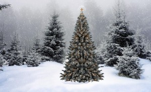 TQDesign Bộ sưu tập Wallpaper Noel 2012